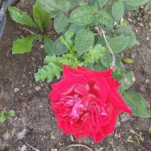 галина